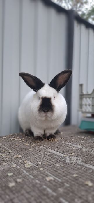 Кролики  породистые