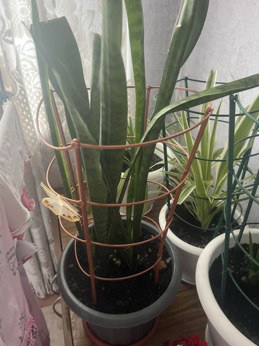 Продам цветок ухоженный