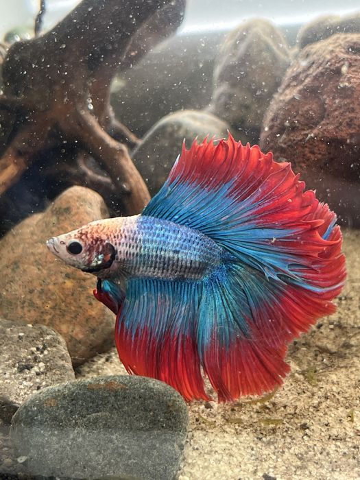 Рыбка петушок (рыбки,рыбок)