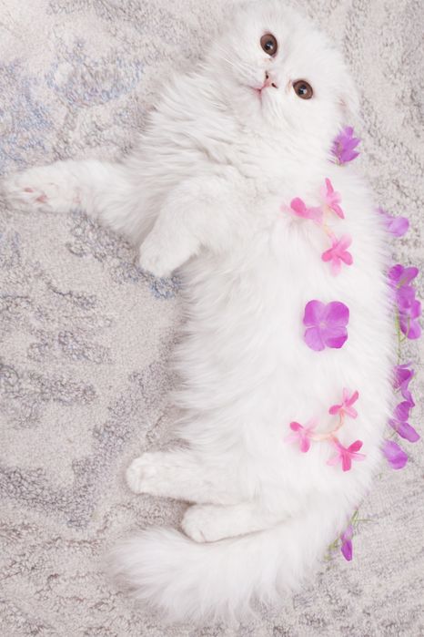 Кот породистый Навои