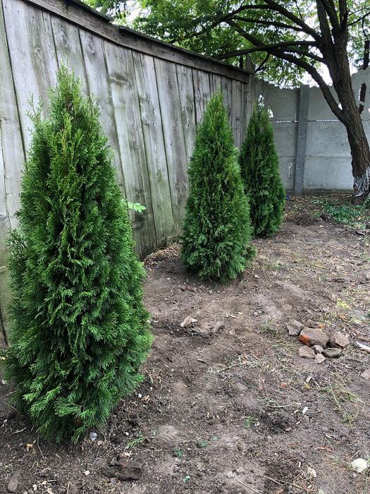 Tuia smaragd, columnaris, leylandii, occidentalis etc