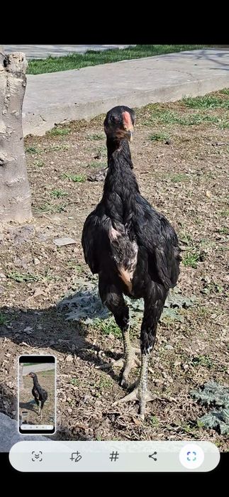 Ганой цыплята 100%