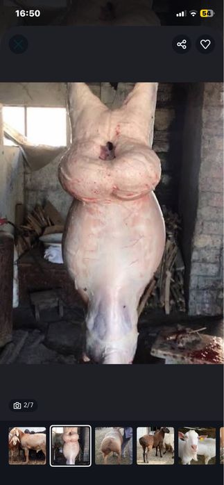 Продаю бараны на курбан айт
