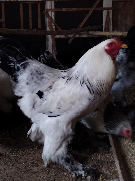 Gigant Brama tuxumlari sotiladi joʻja chiqarishga