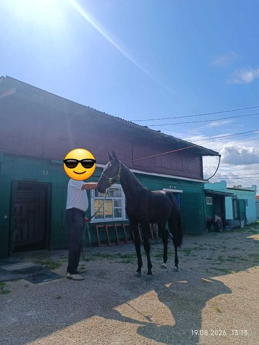 Продам жеребчика