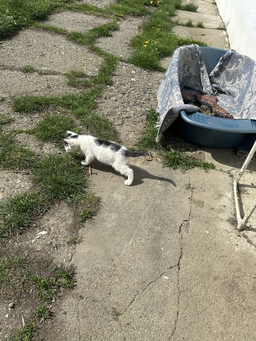 Ofer spre adoptie 4 pisoiasi  mancaciosi si frumosi