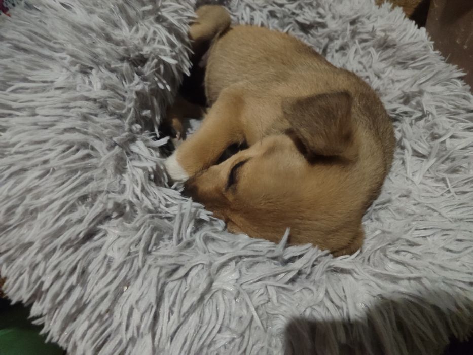 отдам в добрые руки щеночка, девочку