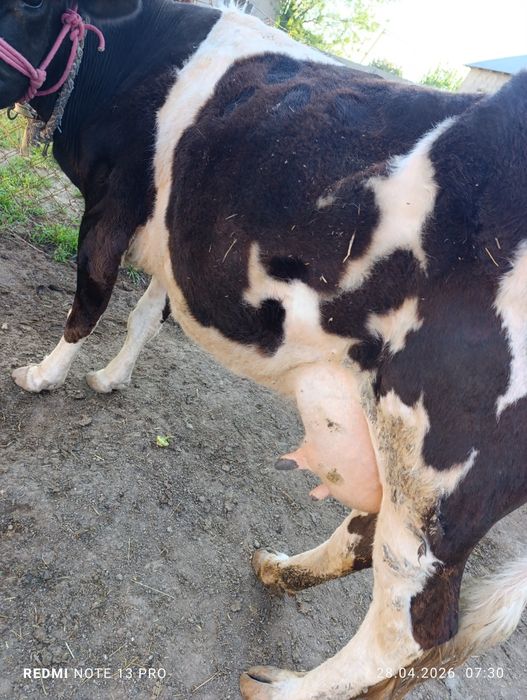 Сүтті сиыр сатылады