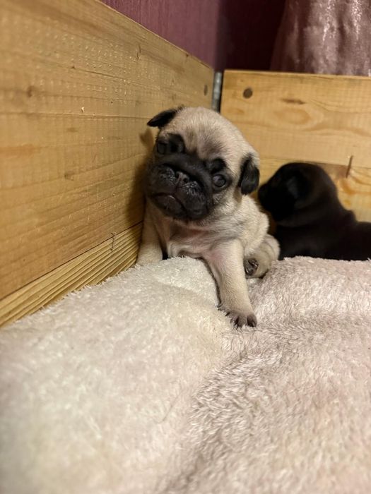 Щенки мопса с документами