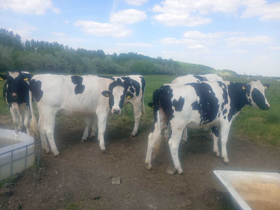 Animale vaci de lapte