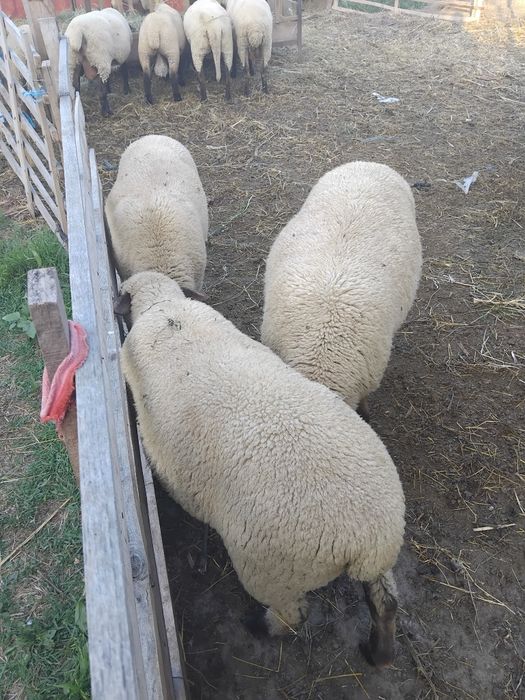 Vând miei suffolk.