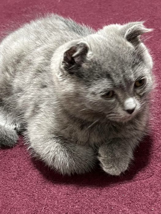 Породистая кошка шотландская веслоухая кошка