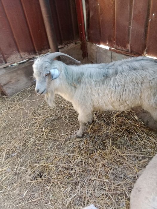 Теке ешкі қой сатылады