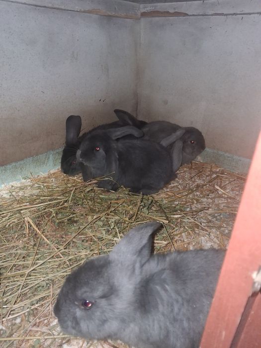 Vând femele cu pui berbec german Albastru