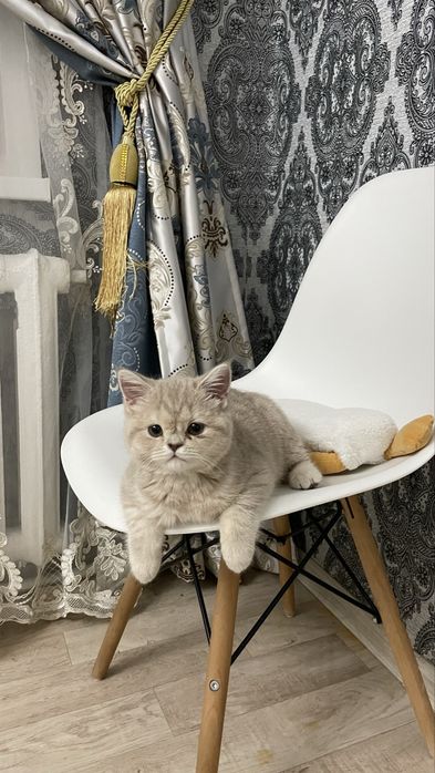 Кошка шотланка Скотиш-страйт