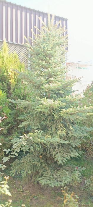 Ель, ёлка . Мкр Шугыла