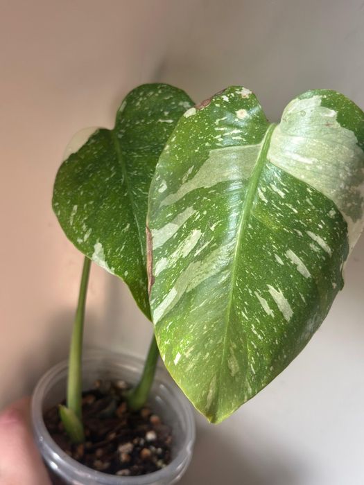 Монстера тайское созвездие два в одном