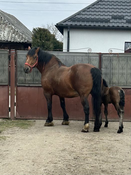 Vand sau schimb iapa