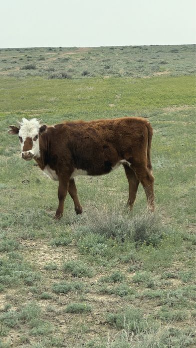 Продаются телята годовалые