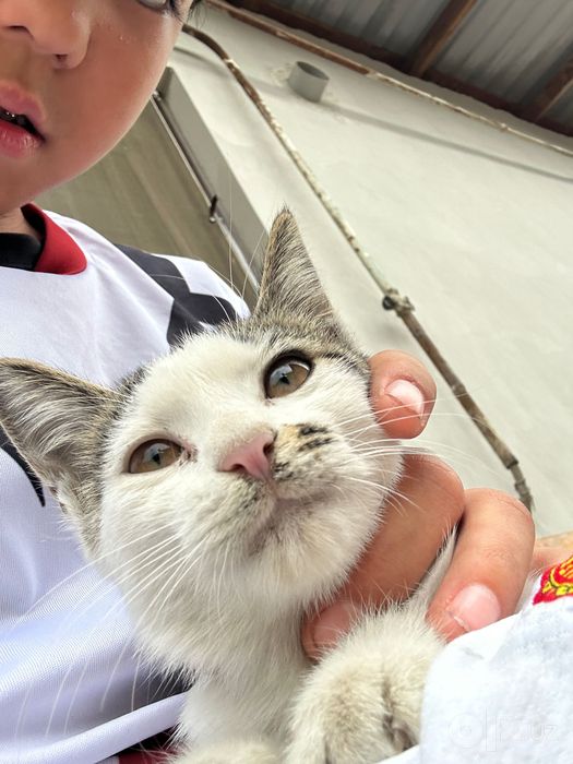 Отдам котенка в добрые руки.