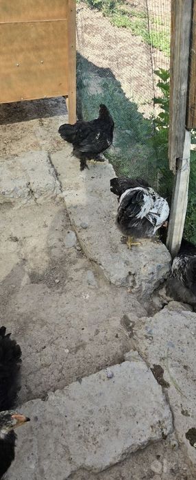 Galasheyka va brama joja xorozla sotiladi