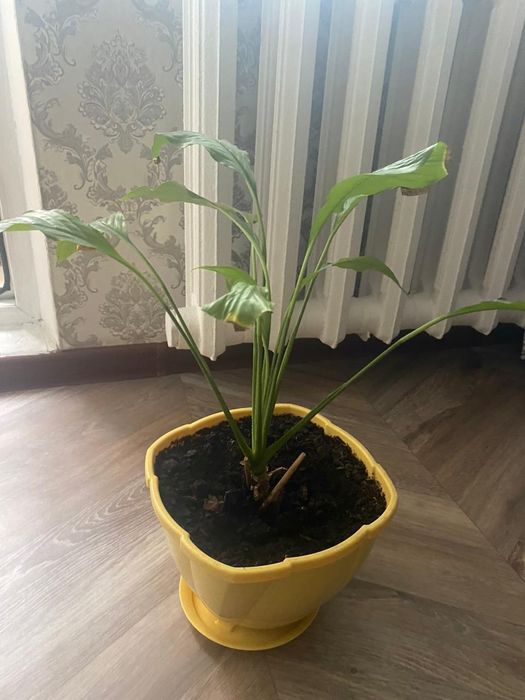 Продам цветы женское счастье