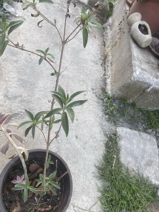 Liliac de vara ghiveci