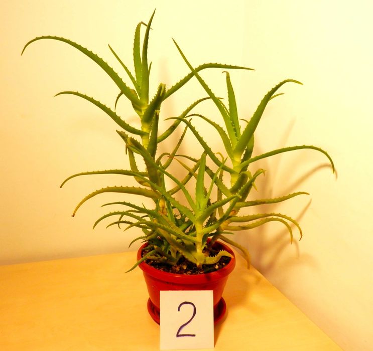 Aloe arborescens