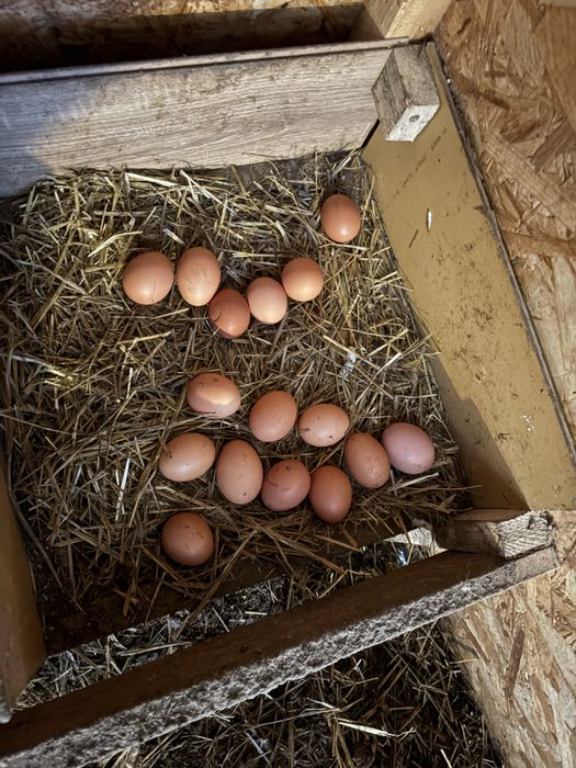 Oua de casa proaspete 1,5 lei