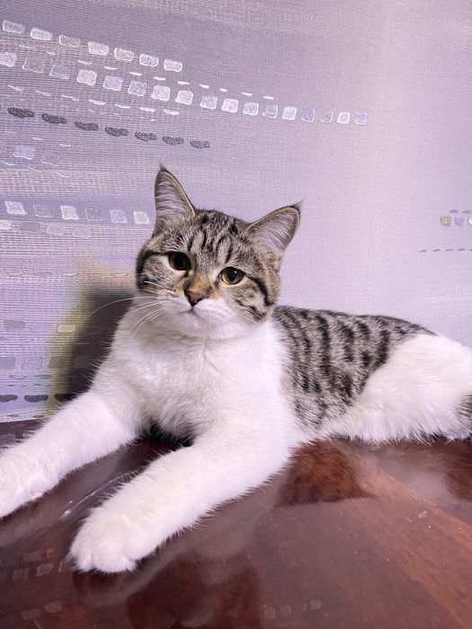 скоттиш страйт порода 5 месяцев