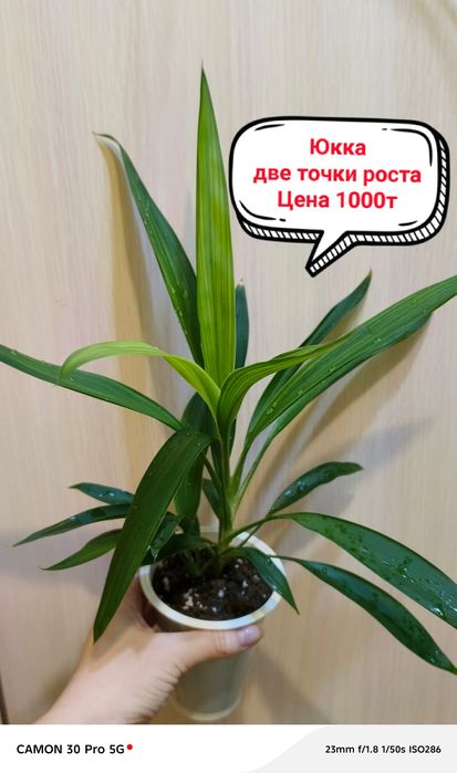 Продам комнатные цветы