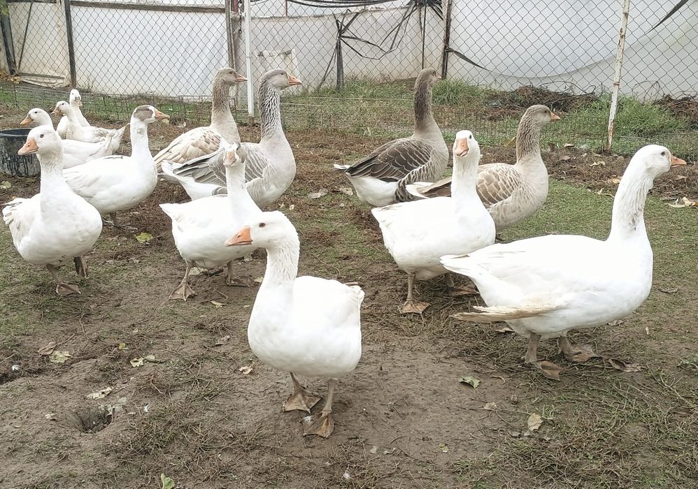 Rate lesesti si gascani