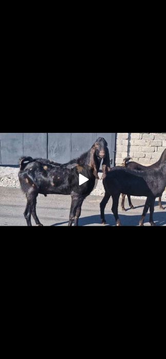 Ешкі теке ешкі козы