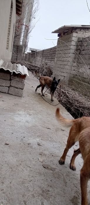 Malinua sotiladi urgʻochi