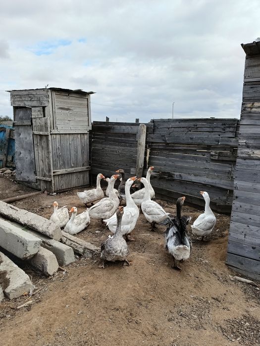 Продам гусей курицу бройлеров