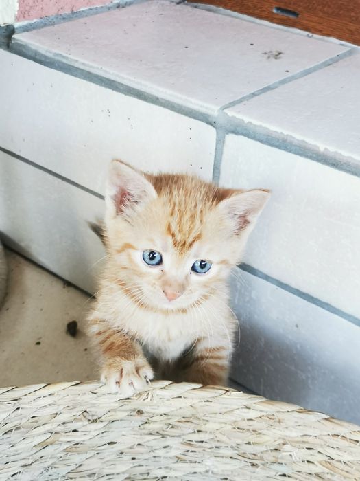 Donatie pui pisica