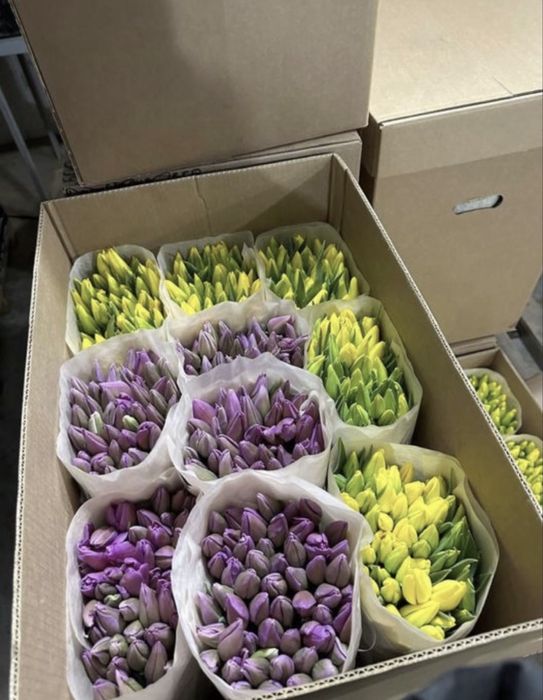 тюльпаны 450 тг