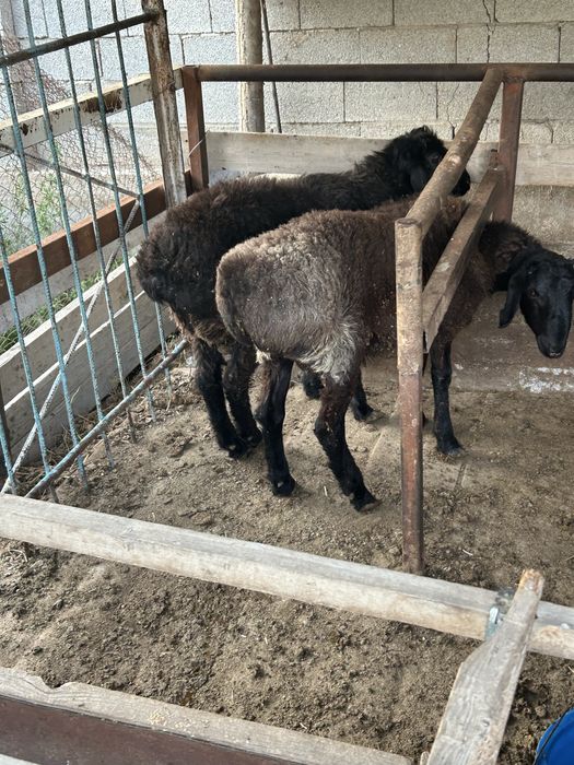 Кошкар байлауда турган