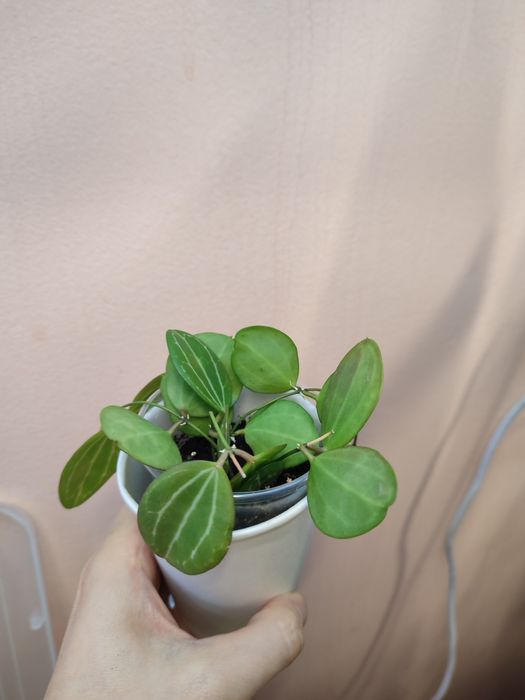 Отростки хойя, дисхидия, эпипремнум