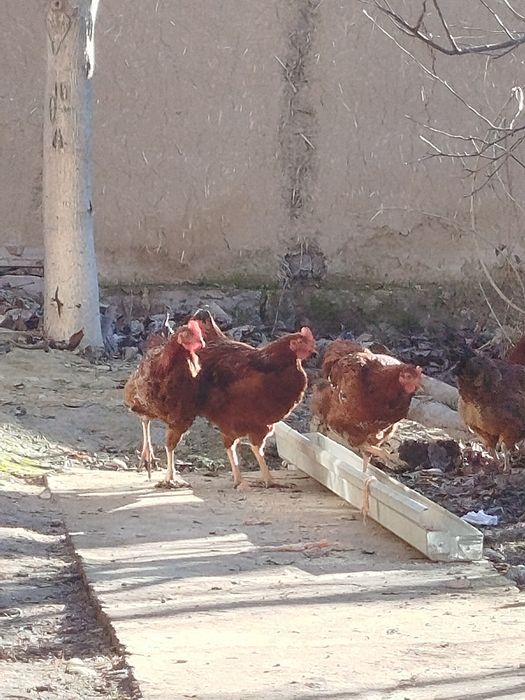 Xanxayap xoʻrozlari