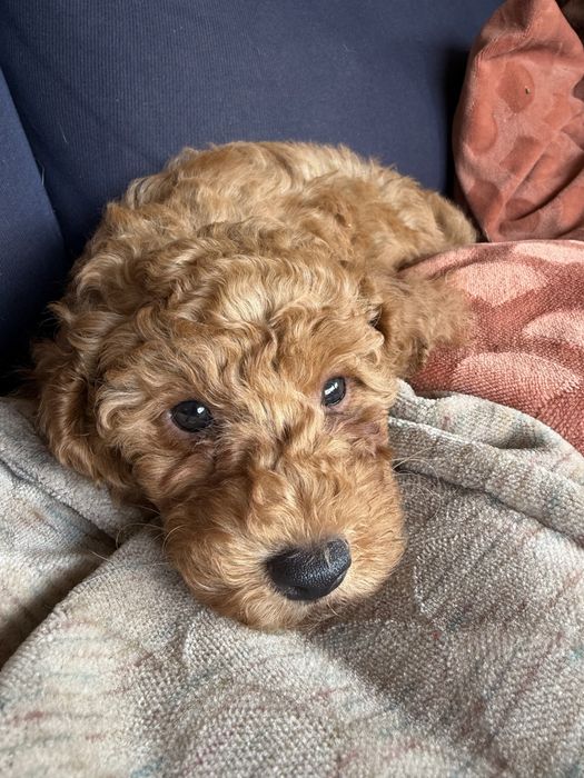 Poodle miniature baietel de vanzare
