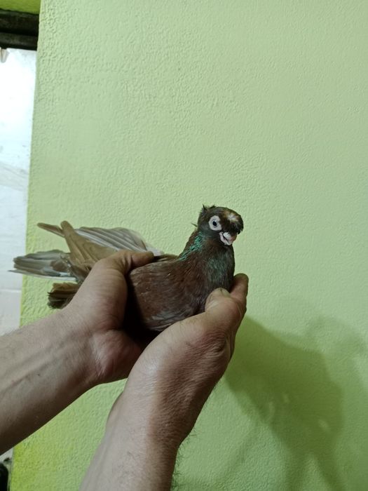 Продам малоносых голубей