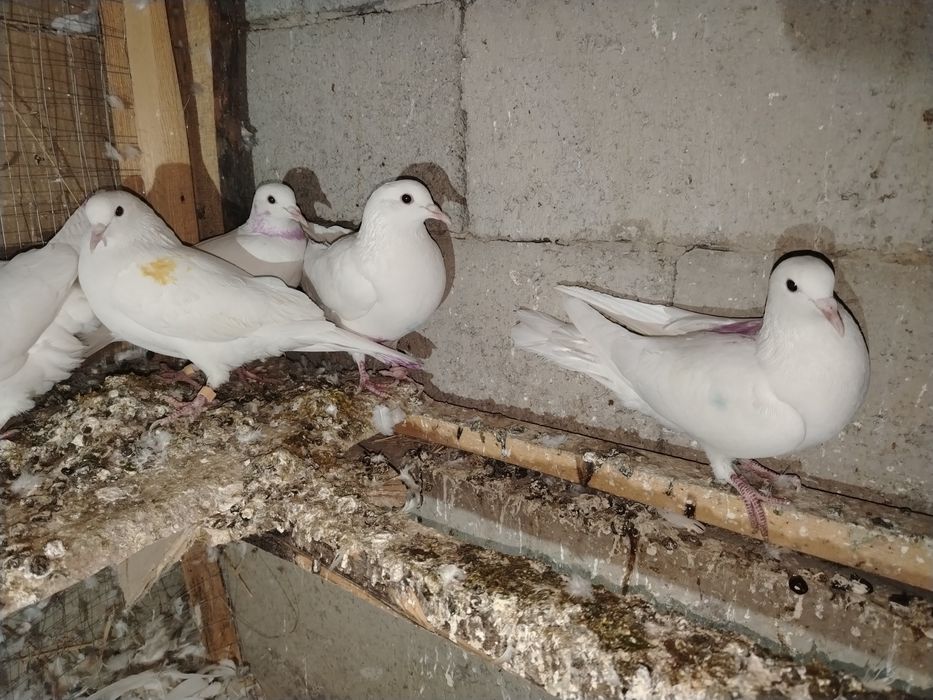 Иран кептерлер сатылады