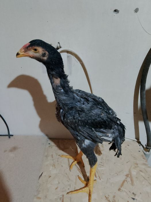 Пепел шоже сатылады