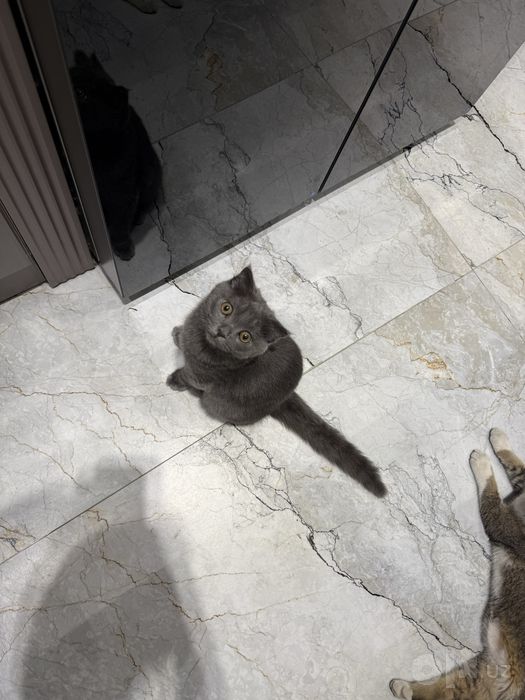 Кошка Породистая