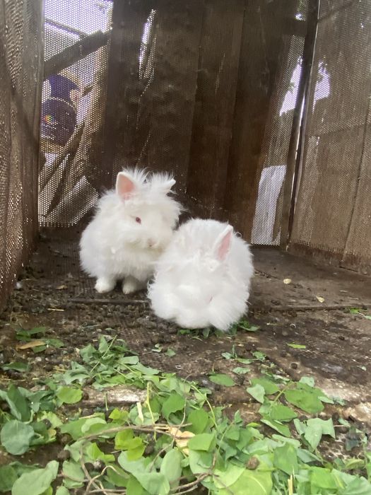 Vând 6 iepurași Cap de Leu, foarte frumoși și blânzi