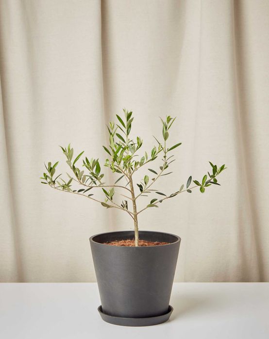 Zaytun koʻchatlari kafolati bilan sotiladi