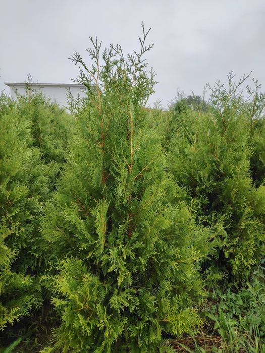 Туя Брабант, Смаракт