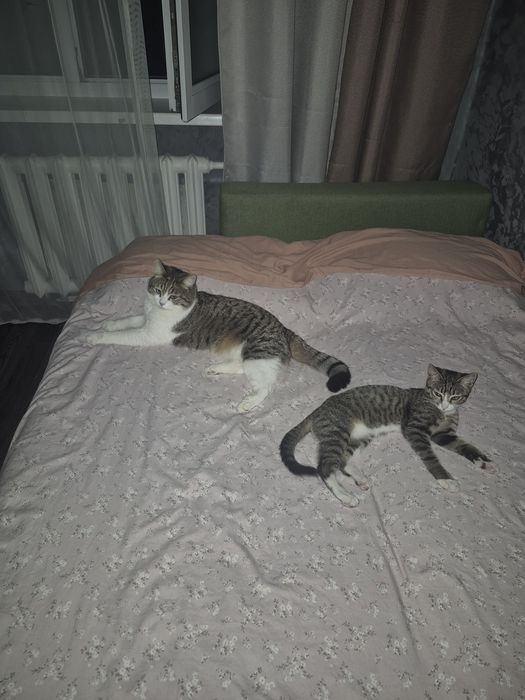Срочно отдам котёнка!