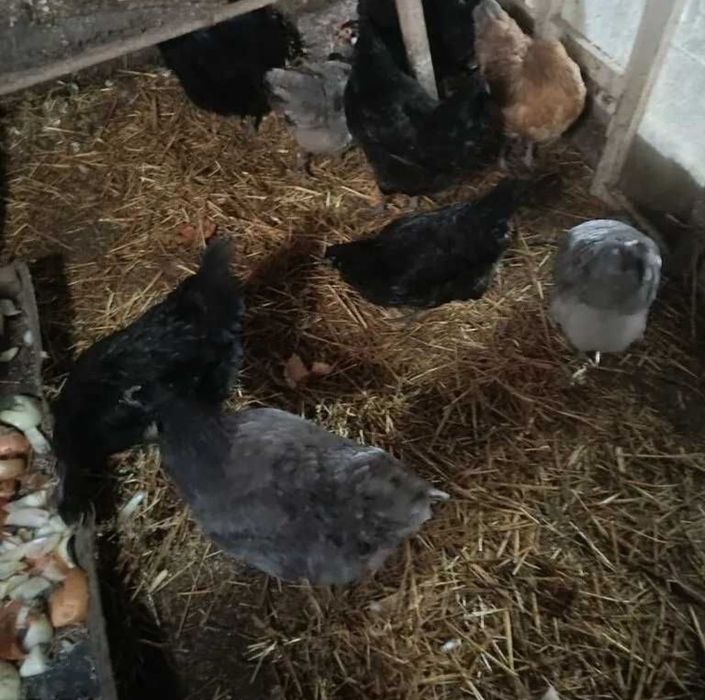 Куры домашние микс  продам.